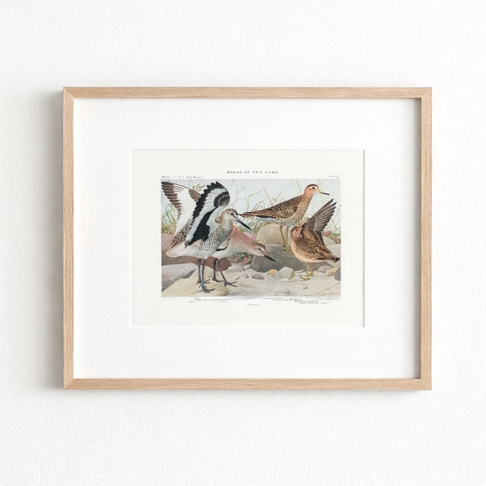 Antique Ornithological Bird Print Original